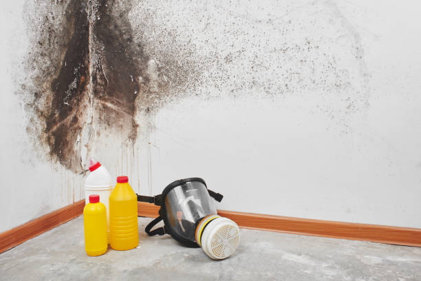 Best Mold Testing  in Morris, IL