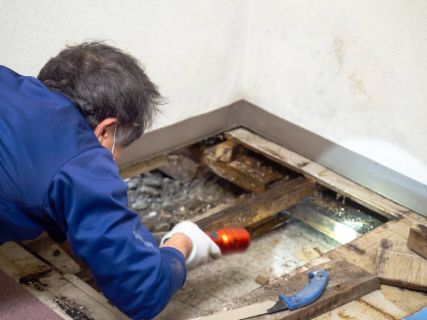 Best Crawl Space Mold Removal  in Morris, IL