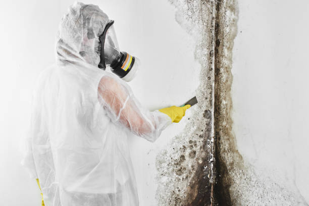 Best Residential Mold Removal  in Morris, IL