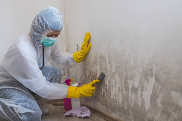 Attic Mold Removal in Morris, IL