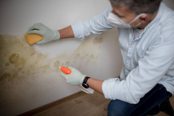 Best Mold Removal Near Me  in Morris, IL