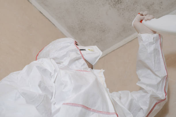 Best Black Mold Removal  in Morris, IL