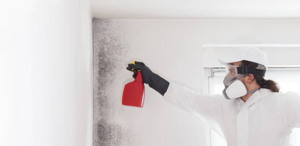 Best Mold Testing  in Morris, IL