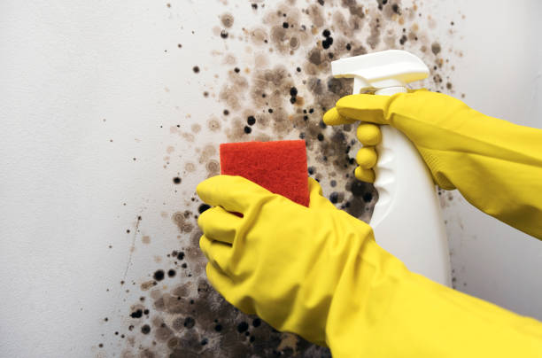 Best Local Mold Removal Service  in Morris, IL