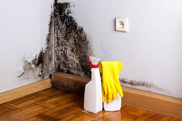 Best Mold Remediation  in Morris, IL