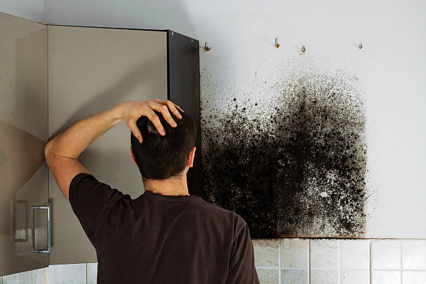 Best Crawl Space Mold Removal  in Morris, IL