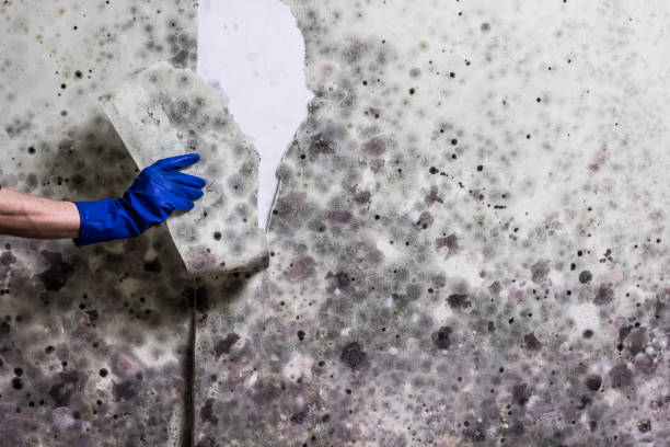 Best Affordable Mold Removal  in Morris, IL