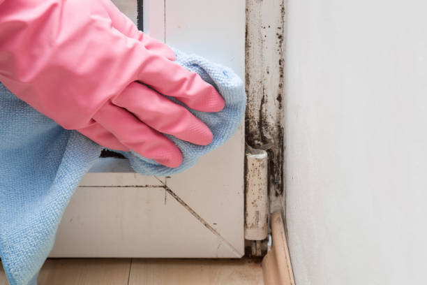 Best Mold Inspection  in Morris, IL